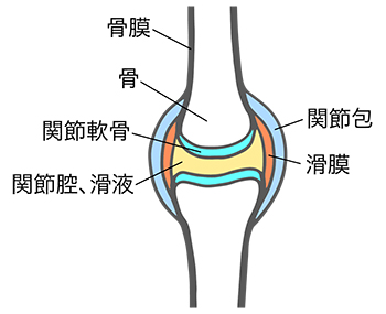 関節